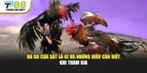 Đá Gà Cựa Sắt Là Gì Và Những Điều Cần Biết Khi Tham Gia