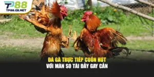 Đá Gà Trực Tiếp Cuốn Hút Với Màn So Tài Đầy Gay Cấn