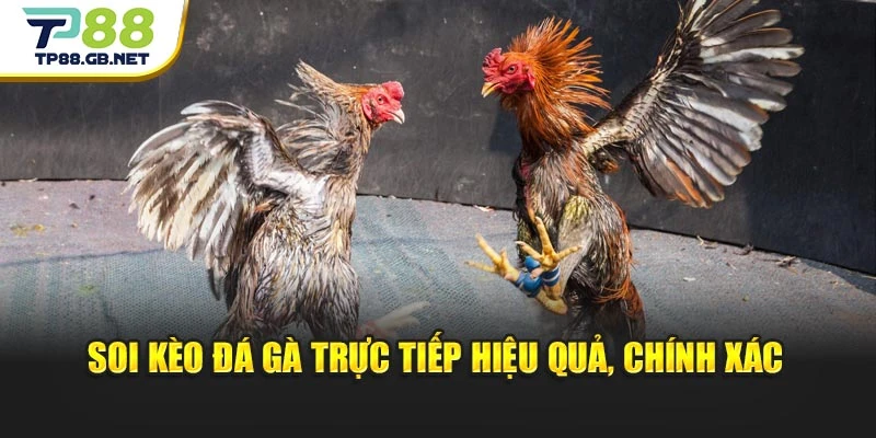 Soi kèo đá gà trực tiếp hiệu quả, chính xác