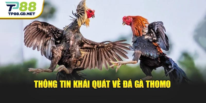Thông tin khái quát về đá gà Thomo