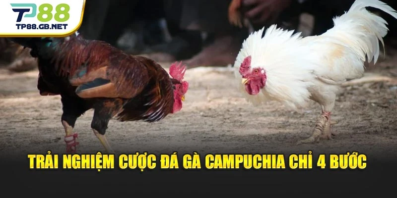 Trải nghiệm cược đá gà Campuchia chỉ 4 bước